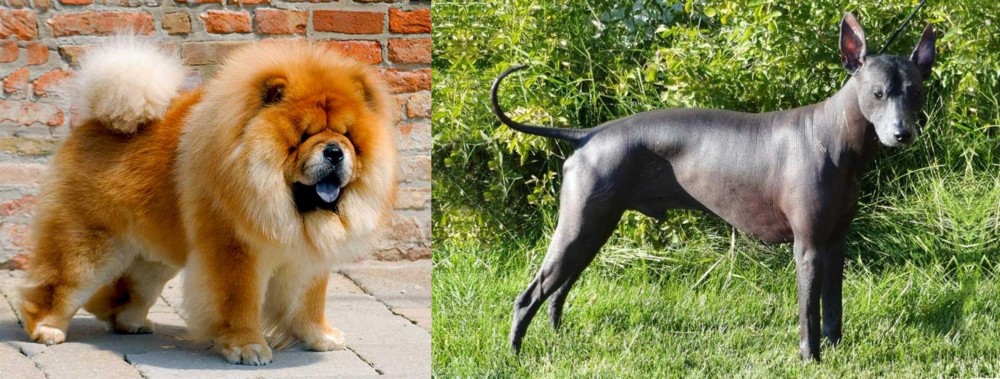 Peruvian Hairless vs Chow Chow - Breed Comparison