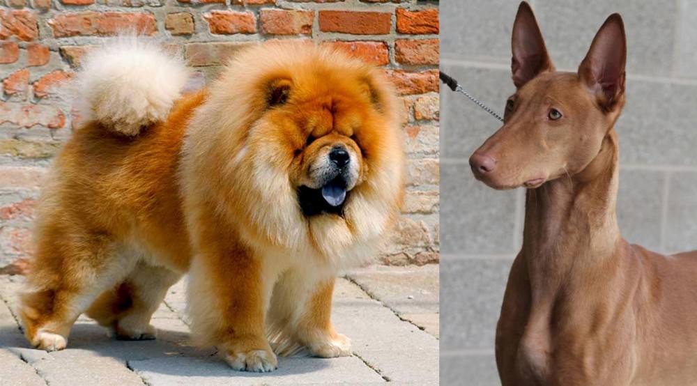 Pharaoh Hound vs Chow Chow - Breed Comparison