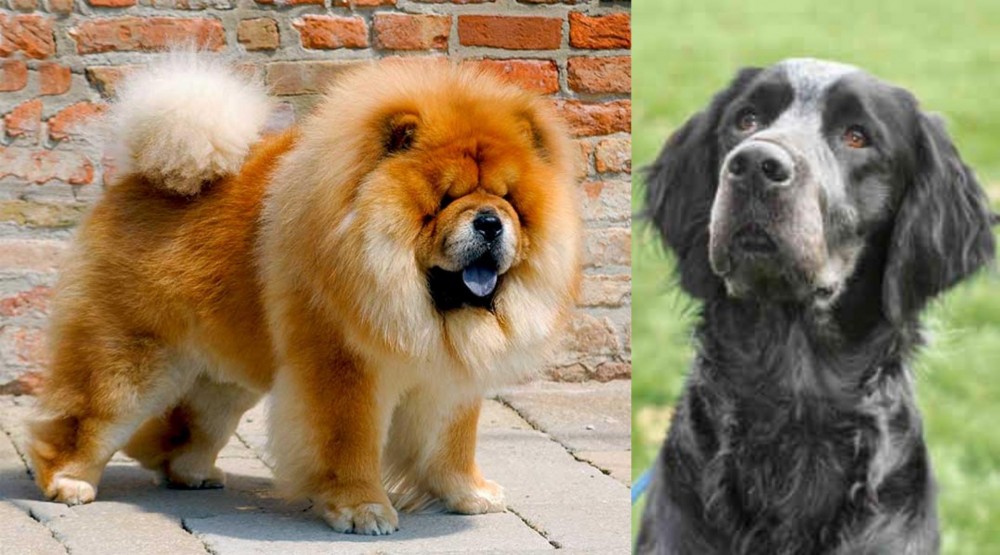 Picardy Spaniel vs Chow Chow - Breed Comparison