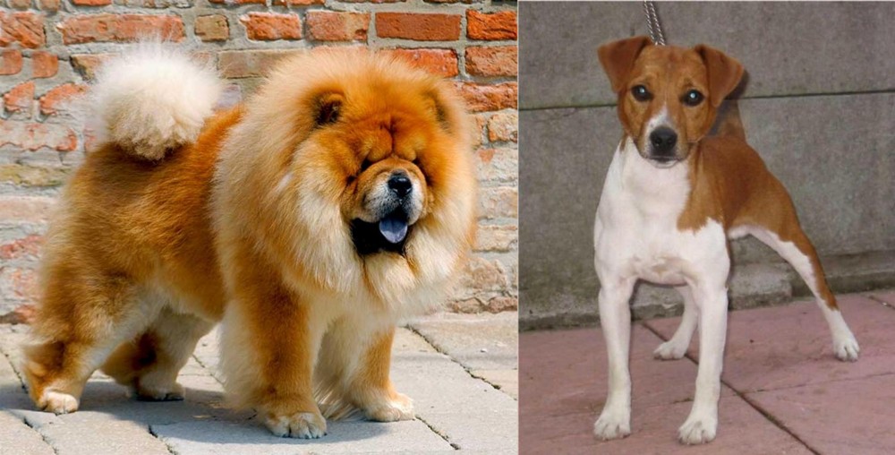 Plummer Terrier vs Chow Chow - Breed Comparison