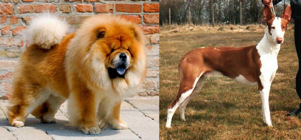 Podenco Canario vs Chow Chow - Breed Comparison