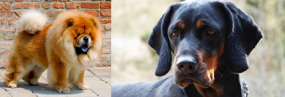 Polish Hunting Dog vs Chow Chow - Breed Comparison