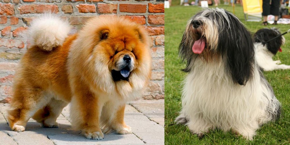 Polish Lowland Sheepdog vs Chow Chow - Breed Comparison