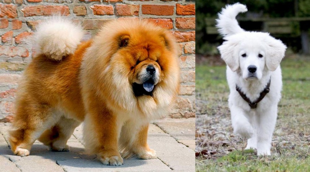 Polish Tatra Sheepdog vs Chow Chow - Breed Comparison