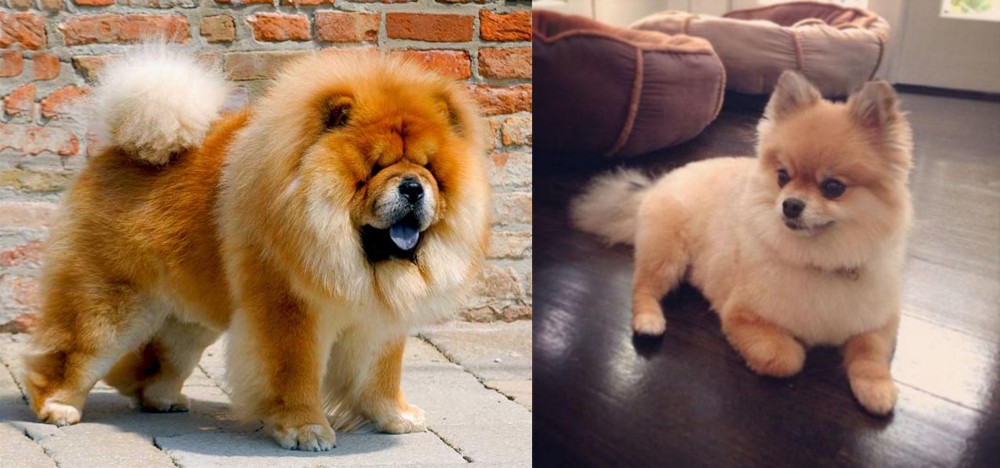 Pomeranian vs Chow Chow - Breed Comparison