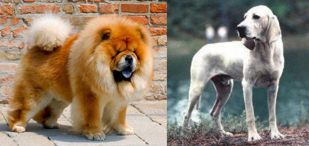 Porcelaine vs Chow Chow - Breed Comparison