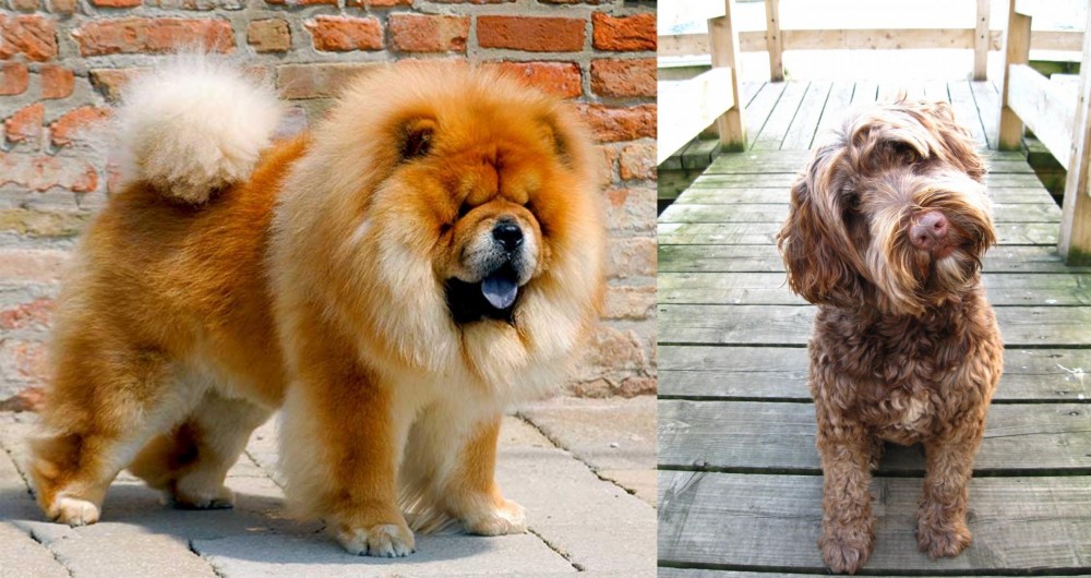 Portuguese Water Dog vs Chow Chow - Breed Comparison