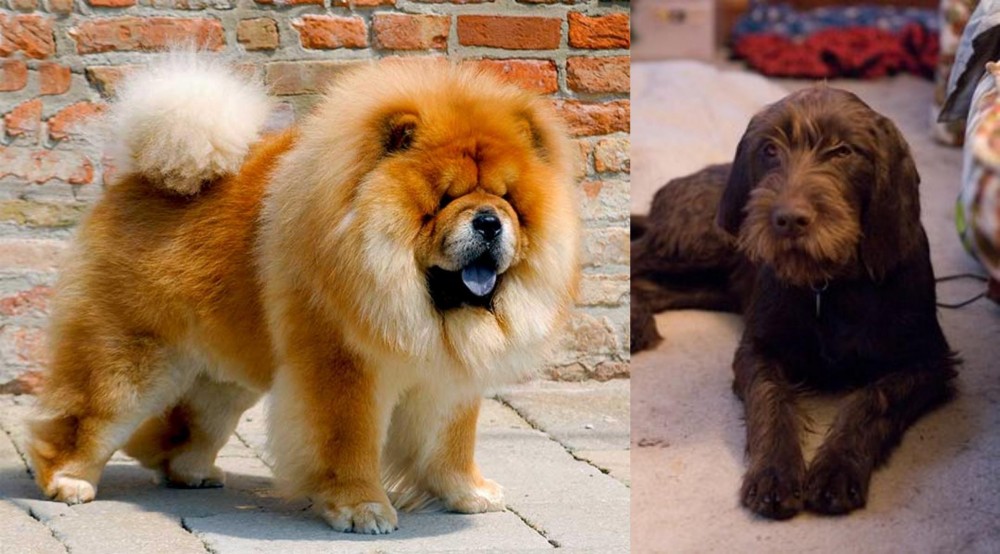 Pudelpointer vs Chow Chow - Breed Comparison