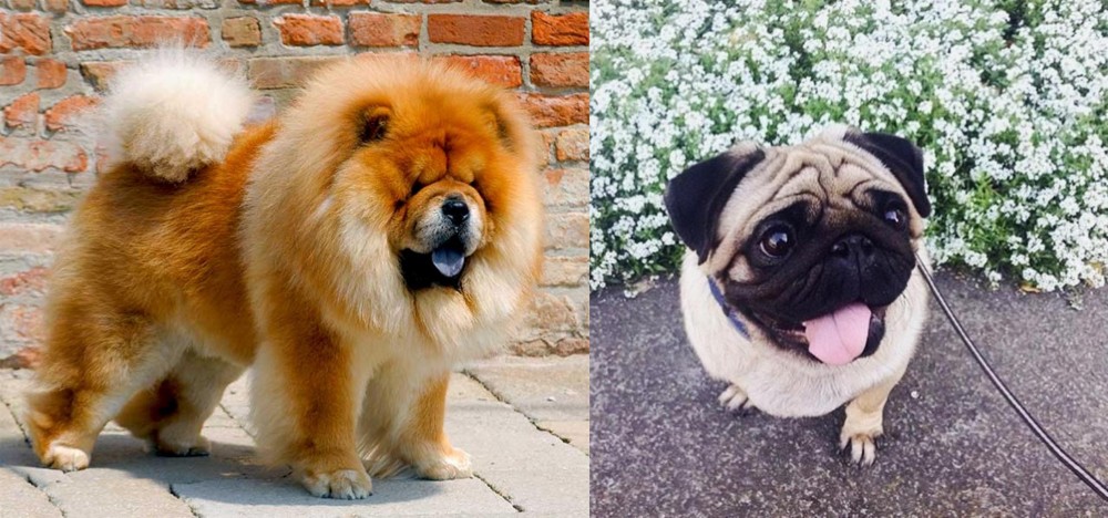 Pug vs Chow Chow - Breed Comparison