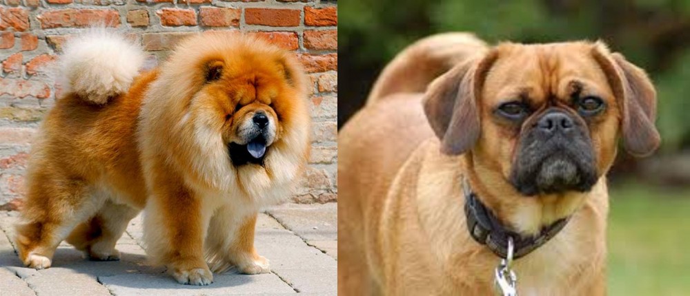 Pugalier vs Chow Chow - Breed Comparison