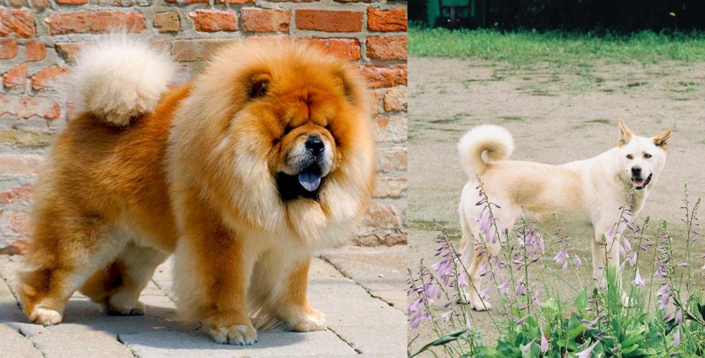 Pungsan Dog vs Chow Chow - Breed Comparison