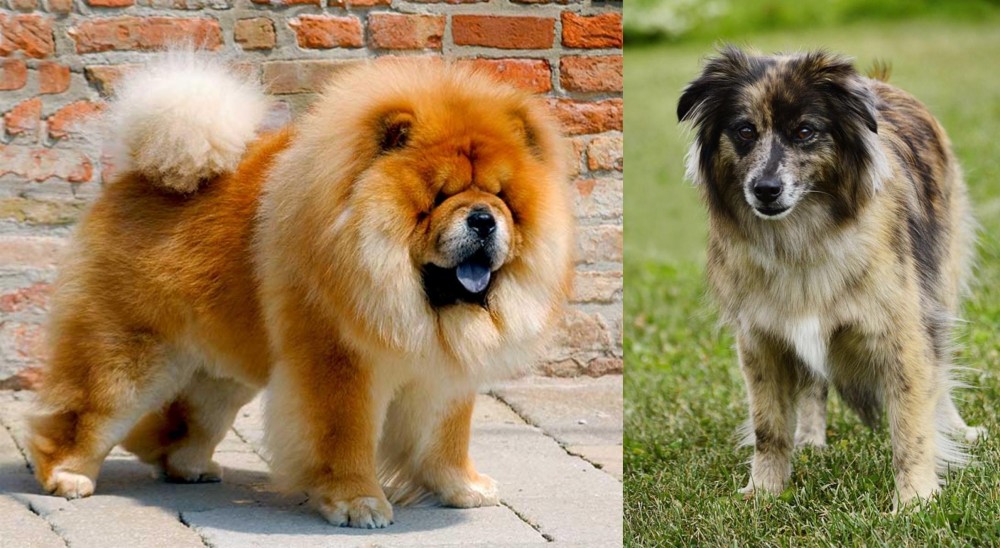 Pyrenean Shepherd vs Chow Chow - Breed Comparison
