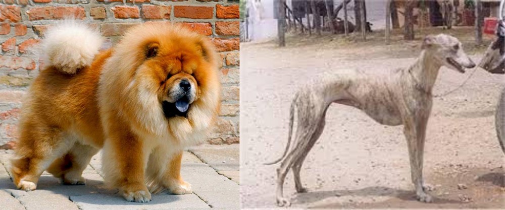 Rampur Greyhound vs Chow Chow - Breed Comparison