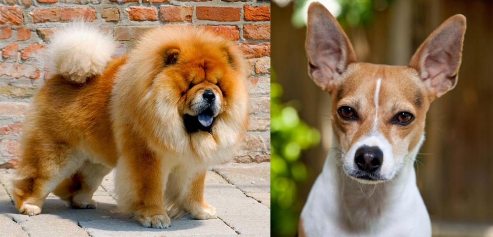 Rat Terrier vs Chow Chow - Breed Comparison