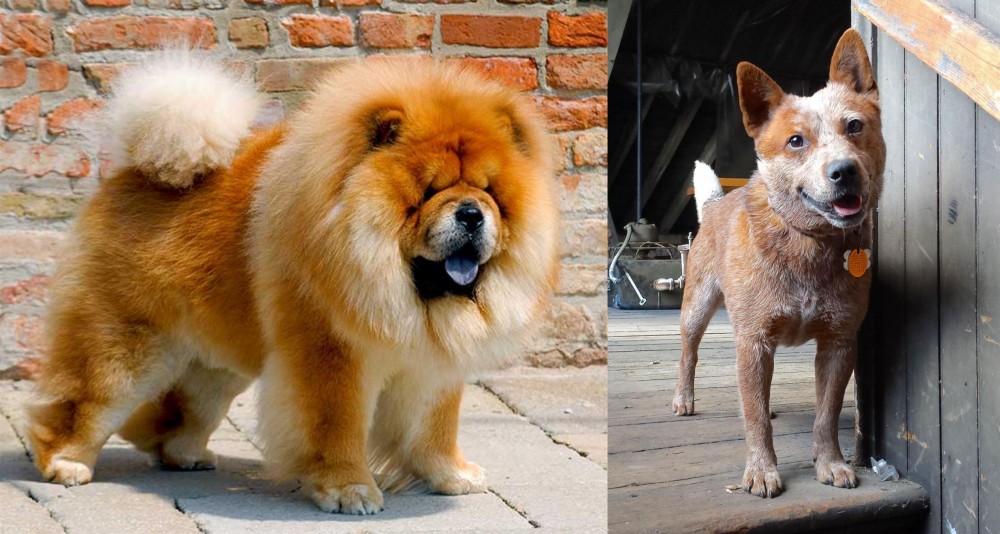 Red Heeler vs Chow Chow - Breed Comparison