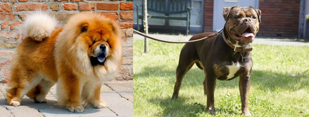 Renascence Bulldogge vs Chow Chow - Breed Comparison
