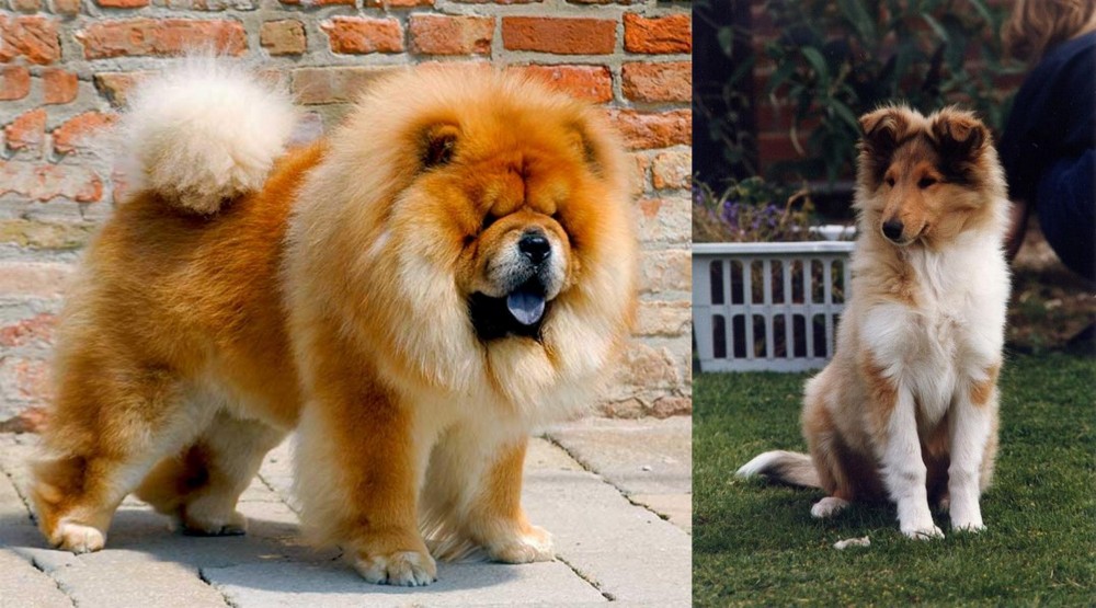 Rough Collie vs Chow Chow - Breed Comparison