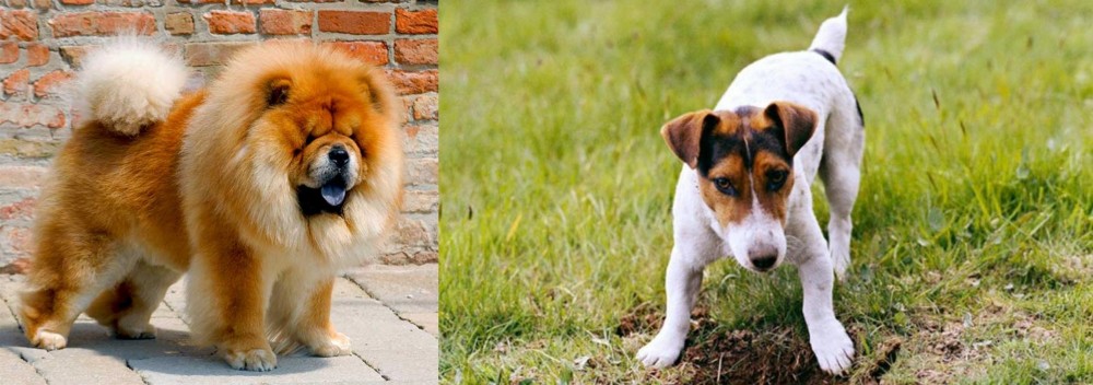 Russell Terrier vs Chow Chow - Breed Comparison