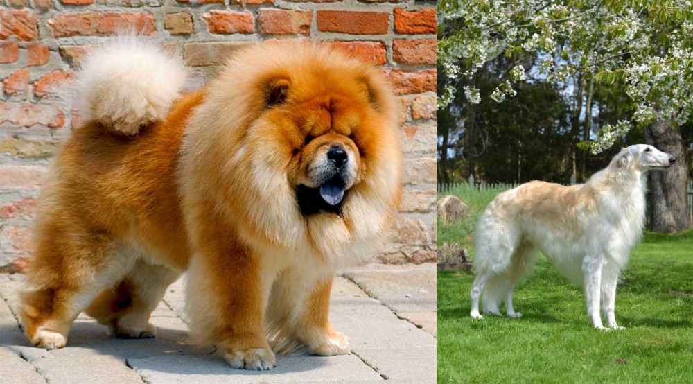 Russian Hound vs Chow Chow - Breed Comparison