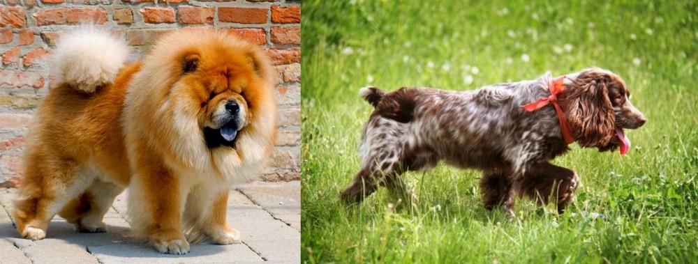 Russian Spaniel vs Chow Chow - Breed Comparison