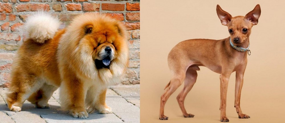 Russian Toy Terrier vs Chow Chow - Breed Comparison