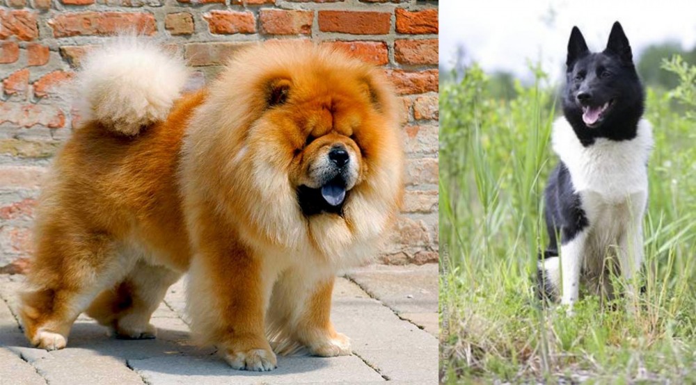 Russo-European Laika vs Chow Chow - Breed Comparison