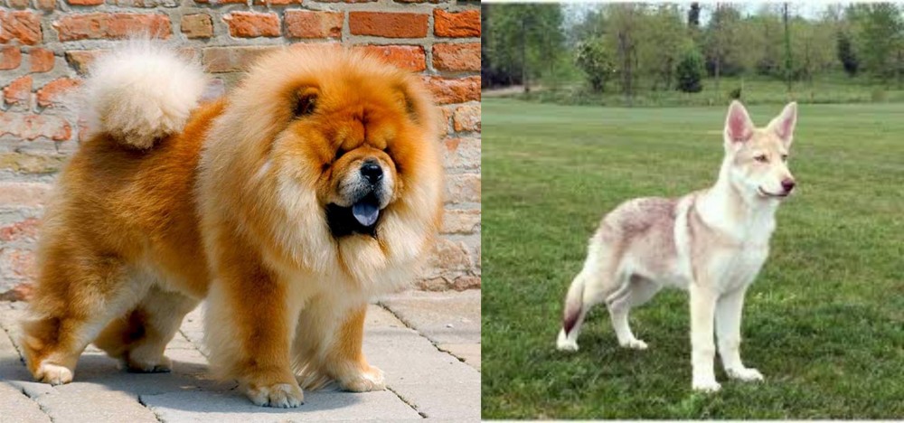 Saarlooswolfhond vs Chow Chow - Breed Comparison