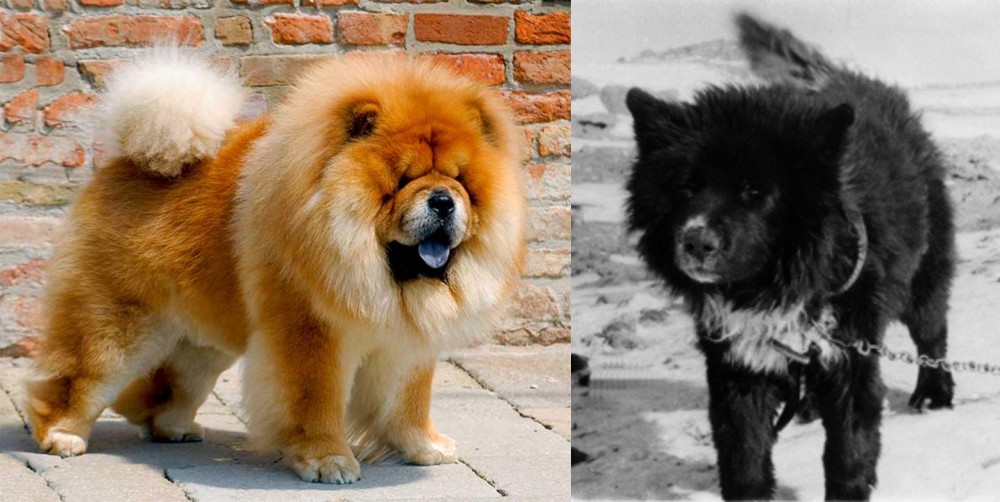 Sakhalin Husky vs Chow Chow - Breed Comparison