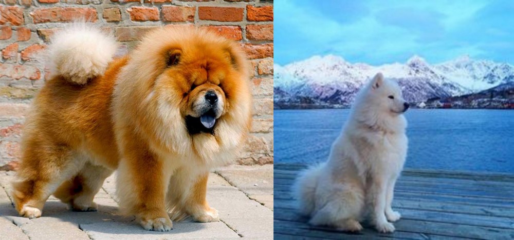 Samoyed vs Chow Chow - Breed Comparison