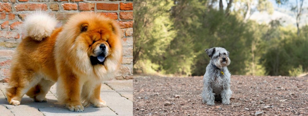 Schnoodle vs Chow Chow - Breed Comparison