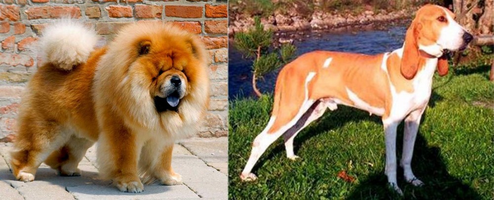 Schweizer Laufhund vs Chow Chow - Breed Comparison