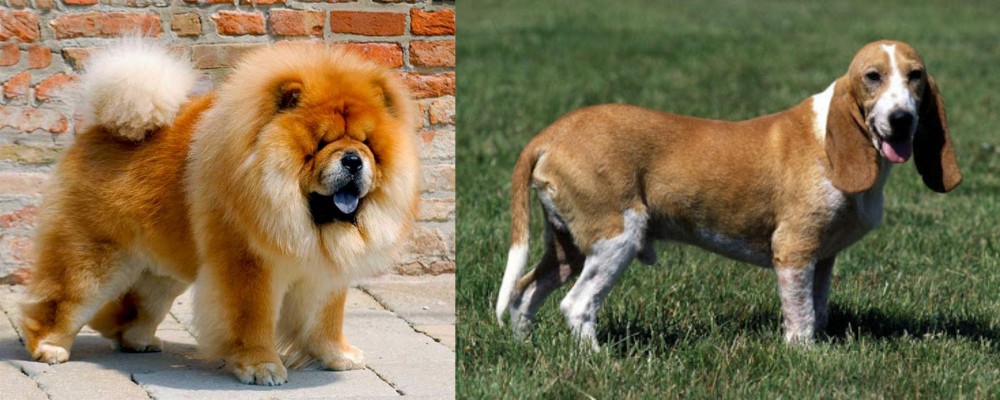 Schweizer Niederlaufhund vs Chow Chow - Breed Comparison