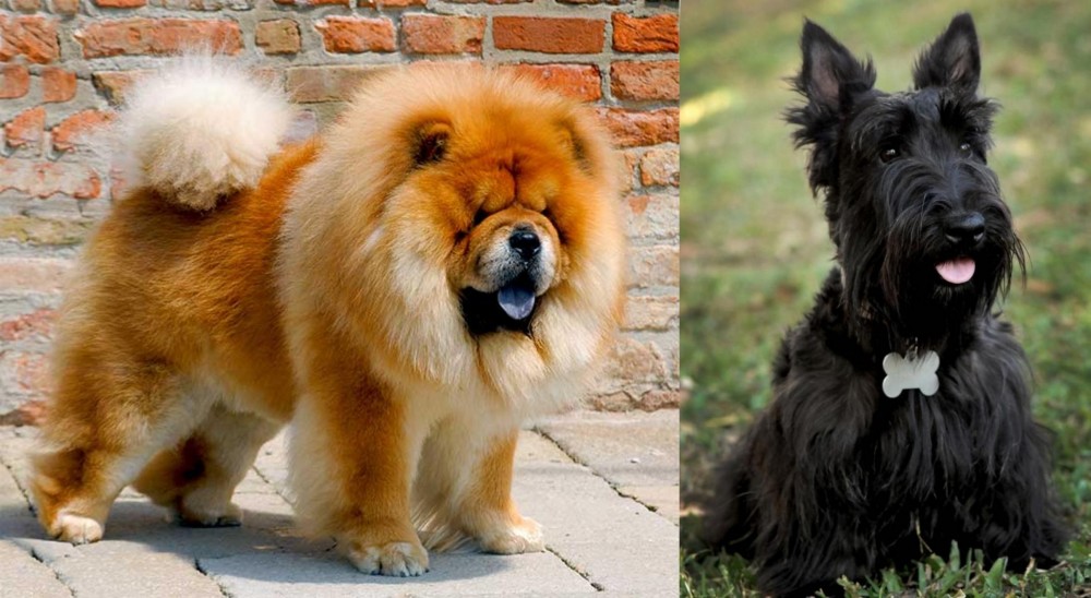 Scoland Terrier vs Chow Chow - Breed Comparison