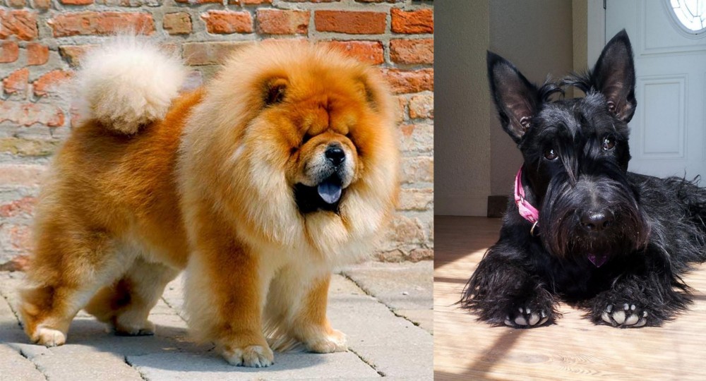 Scottish Terrier vs Chow Chow - Breed Comparison