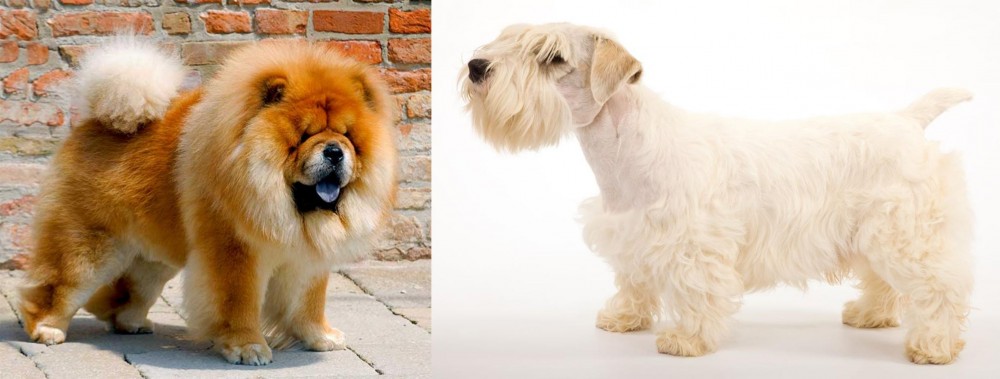Sealyham Terrier vs Chow Chow - Breed Comparison