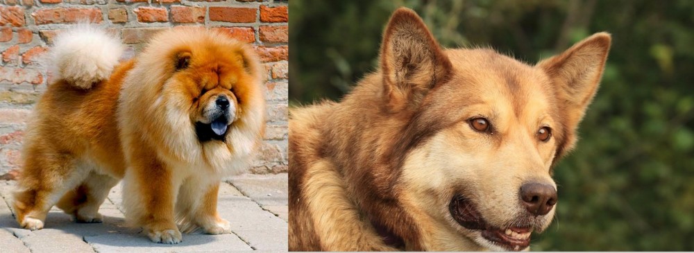 Seppala Siberian Sleddog vs Chow Chow - Breed Comparison