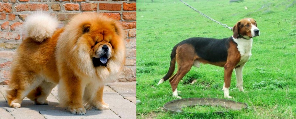 Serbian Tricolour Hound vs Chow Chow - Breed Comparison