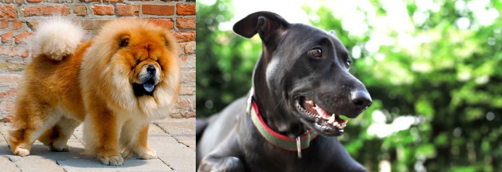 Shepard Labrador vs Chow Chow - Breed Comparison