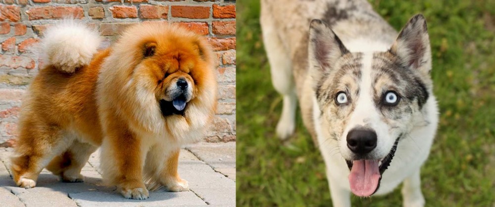 Shepherd Husky vs Chow Chow - Breed Comparison