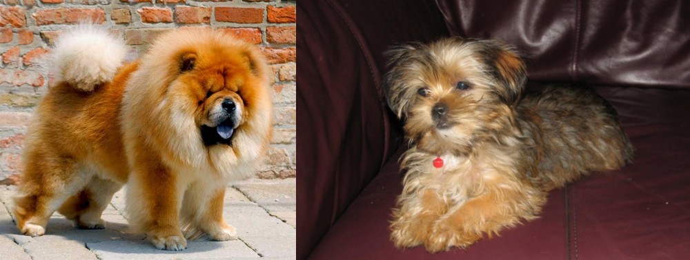 Shorkie vs Chow Chow - Breed Comparison