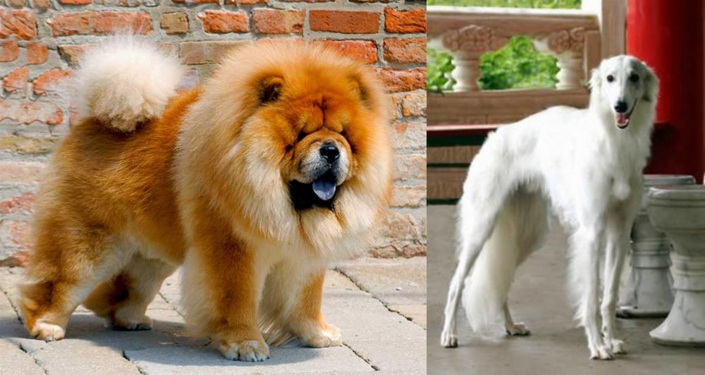 Silken Windhound vs Chow Chow - Breed Comparison