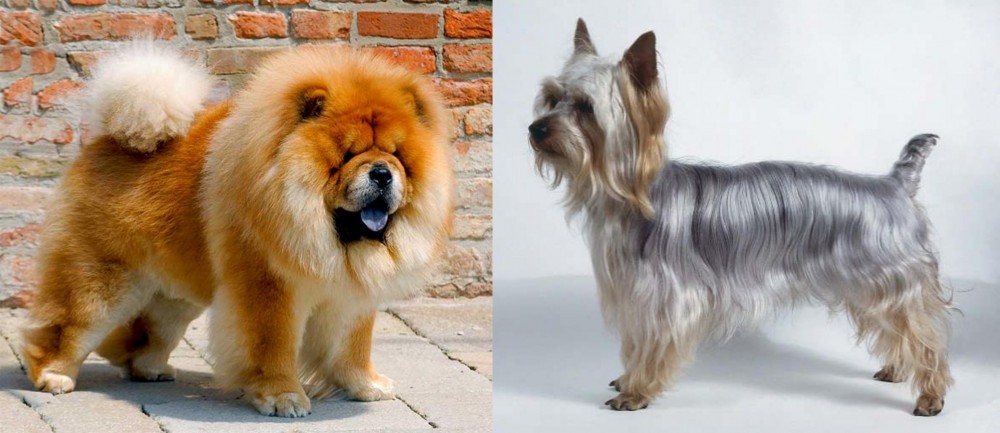 Silky Terrier vs Chow Chow - Breed Comparison
