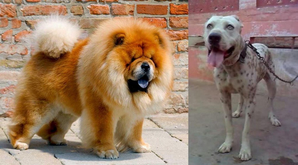Sindh Mastiff vs Chow Chow - Breed Comparison
