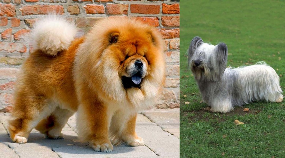 Skye Terrier vs Chow Chow - Breed Comparison