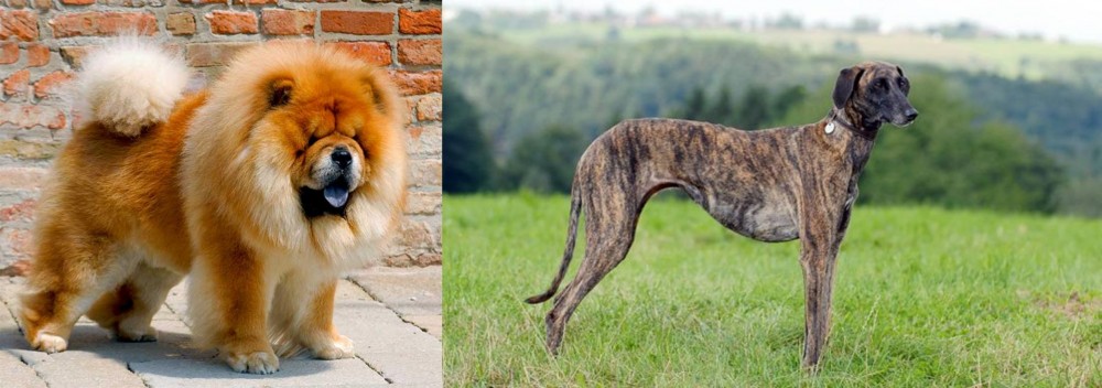 Sloughi vs Chow Chow - Breed Comparison