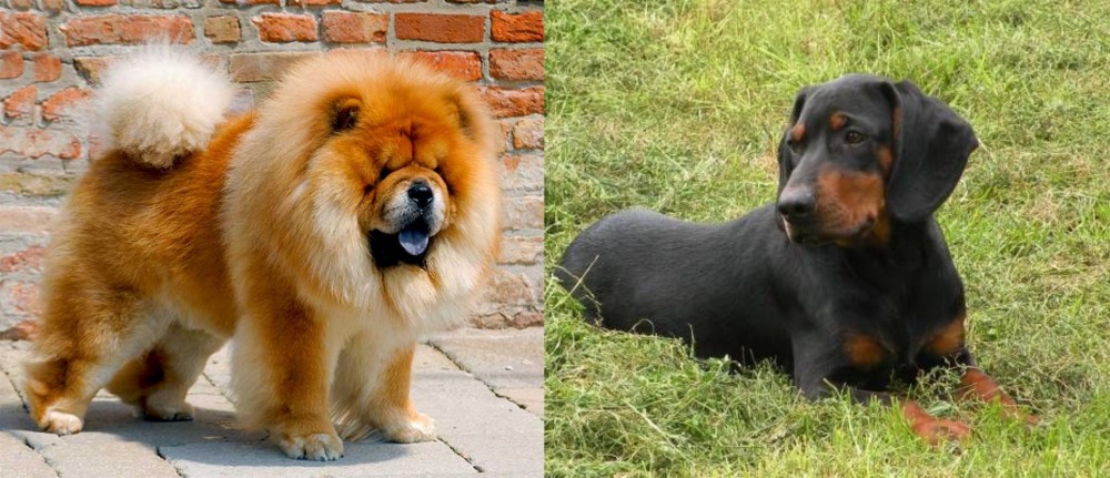 Slovakian Hound vs Chow Chow - Breed Comparison