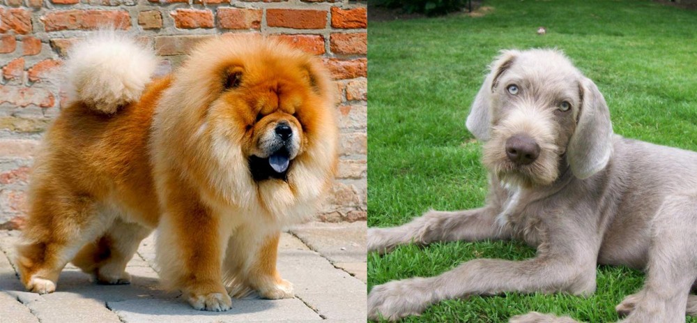 Slovakian Rough Haired Pointer vs Chow Chow - Breed Comparison