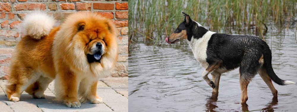 Smooth Collie vs Chow Chow - Breed Comparison