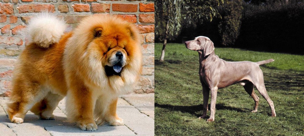 Smooth Haired Weimaraner vs Chow Chow - Breed Comparison