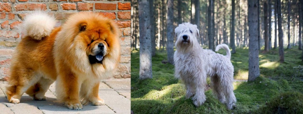 Soft-Coated Wheaten Terrier vs Chow Chow - Breed Comparison
